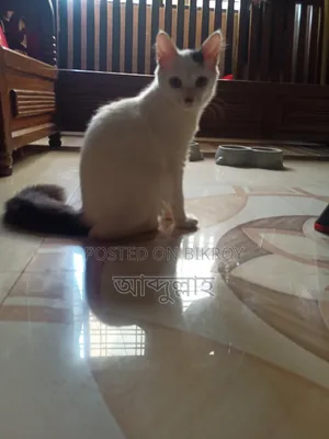১-৩ মাস বয়সী পুরুষ মিক্সড ব্রিড পারশিয়ান