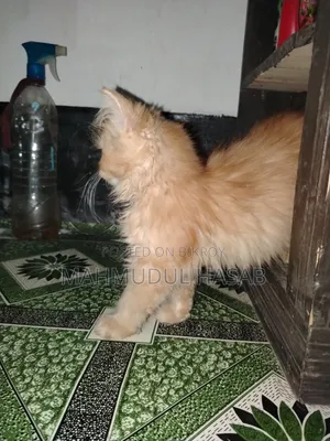 1-3 months Female Purebred Persian