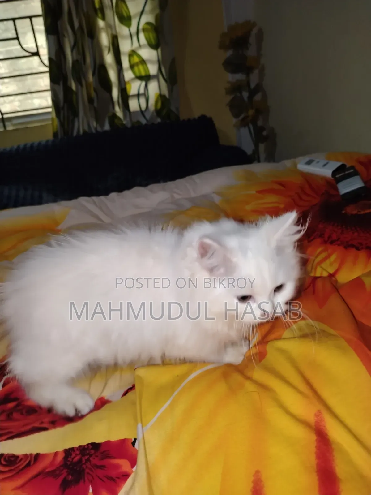 1-3 months Female Purebred Persian
