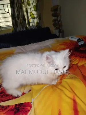 1-3 months Female Purebred Persian
