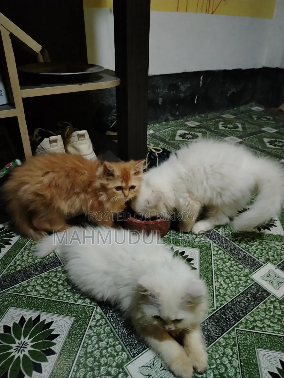 1-3 months Female Purebred Persian