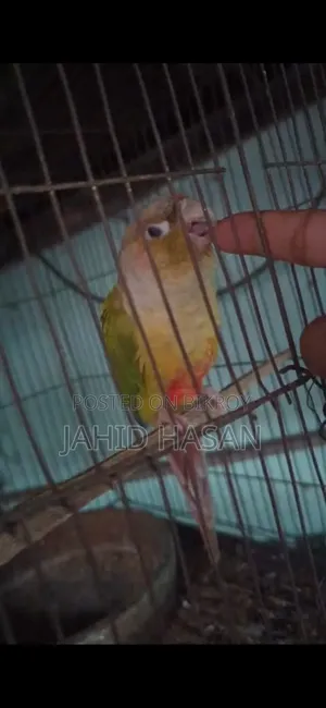 একটি পাইনাপেল মিল কোন বিক্রি করা হবে