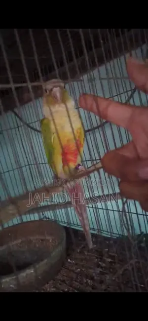 একটি পাইনাপেল মিল কোন বিক্রি করা হবে