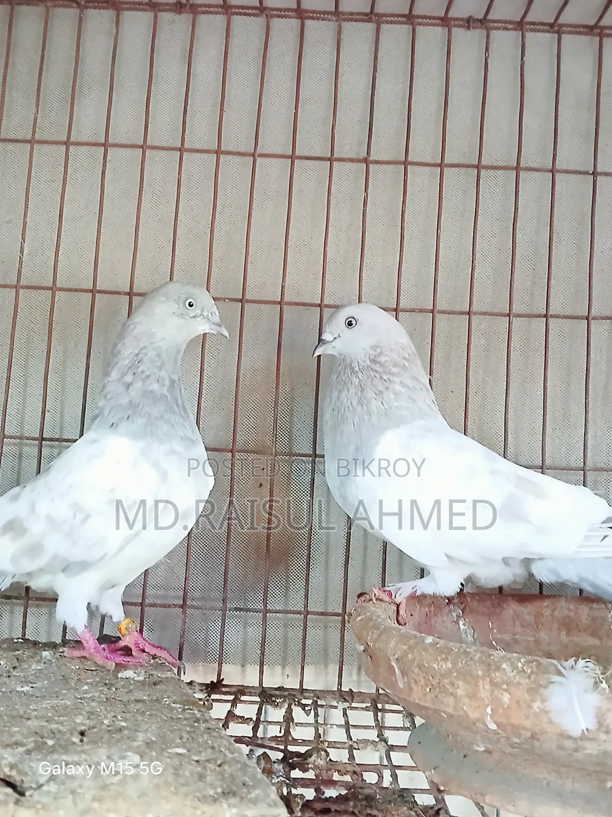 কিছু খাকি কবুতর বিক্রি হবে
