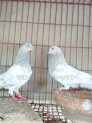 কিছু খাকি কবুতর বিক্রি হবে