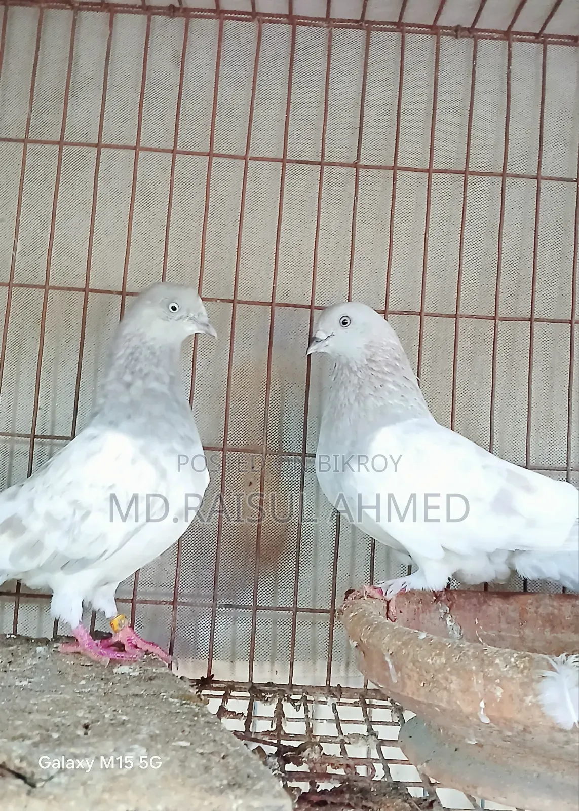 কিছু খাকি কবুতর বিক্রি হবে