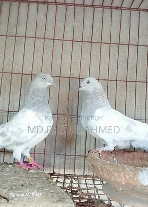 কিছু খাকি কবুতর বিক্রি হবে