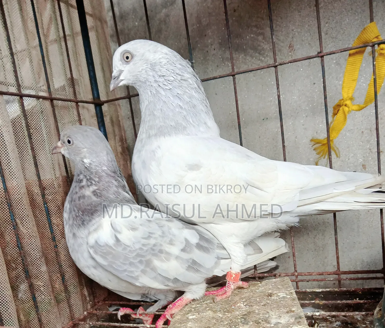 কিছু খাকি কবুতর বিক্রি হবে