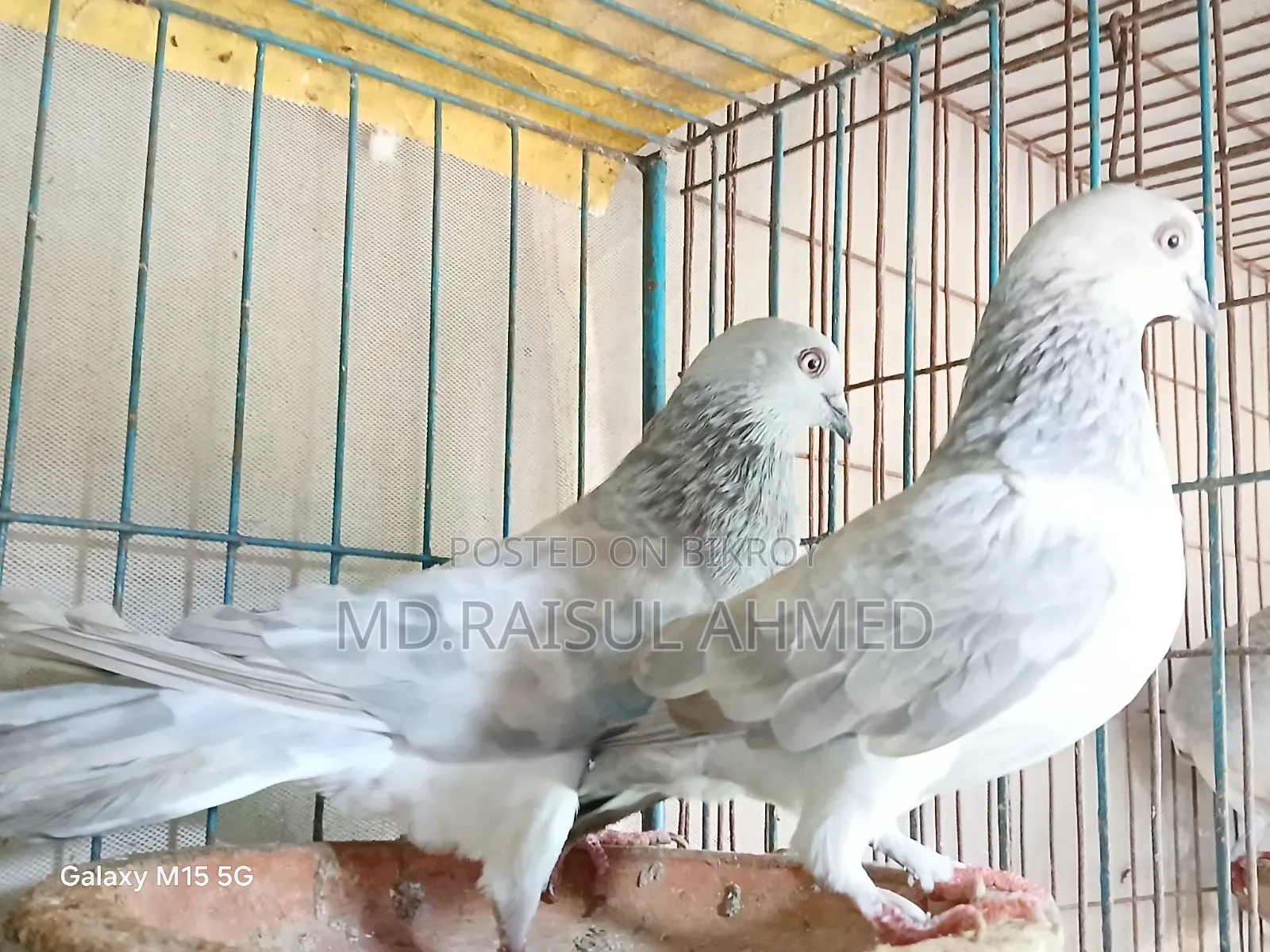 কিছু খাকি কবুতর বিক্রি হবে