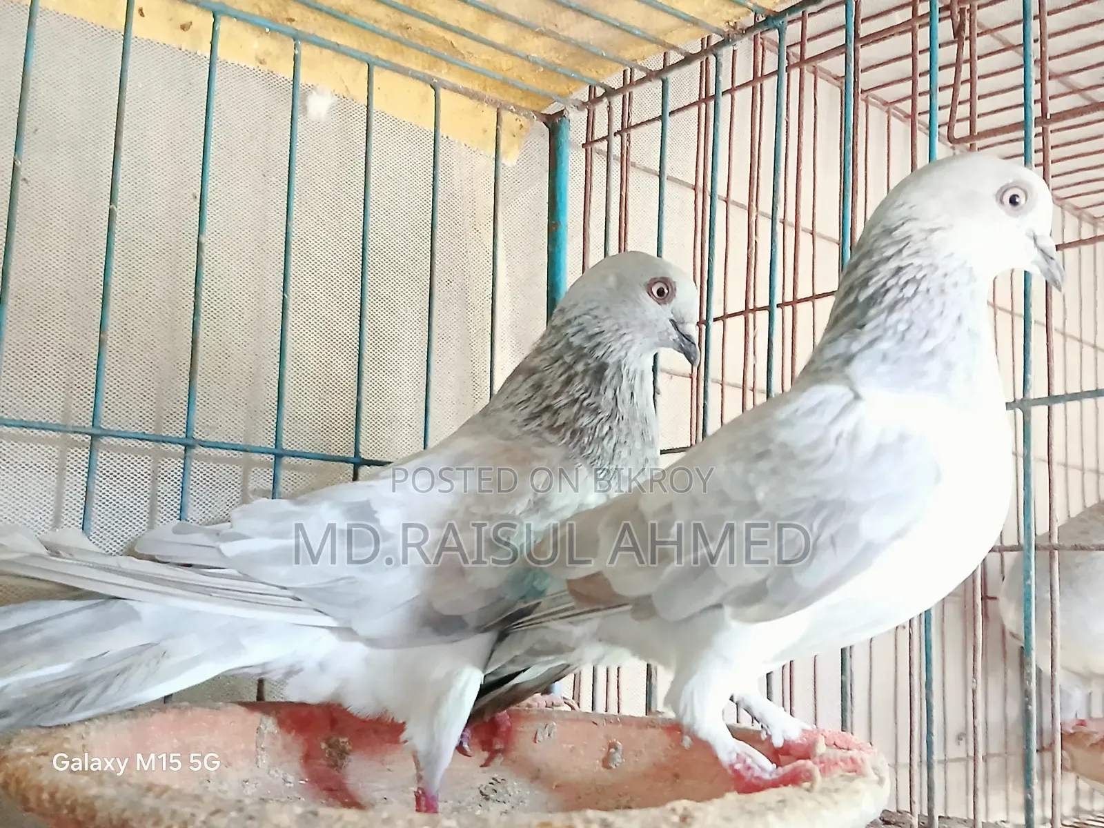 কিছু খাকি কবুতর বিক্রি হবে