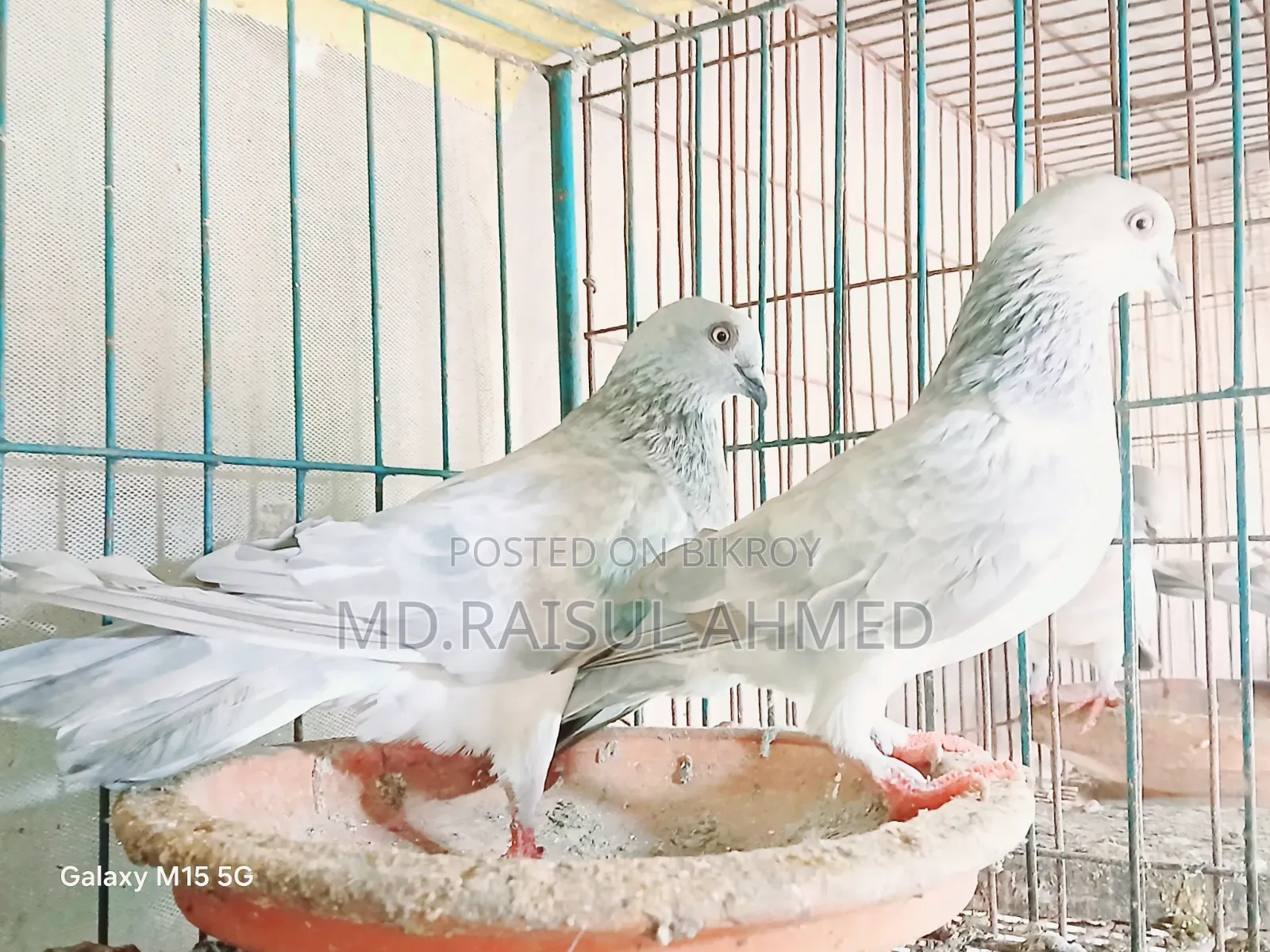 কিছু খাকি কবুতর বিক্রি হবে