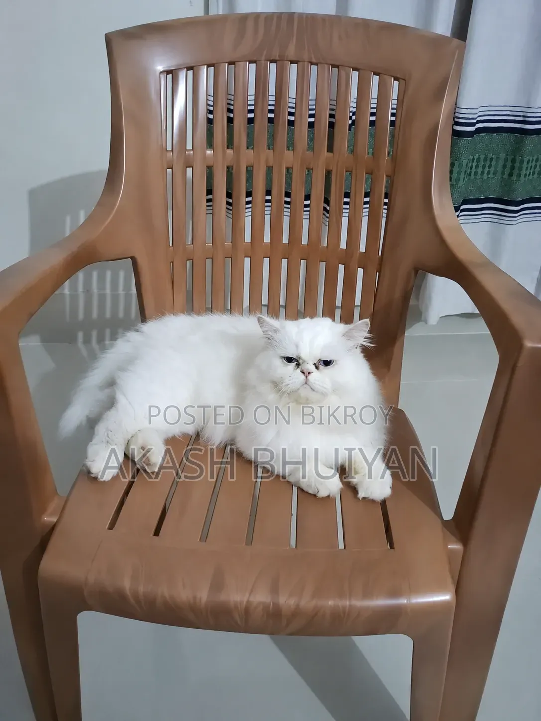 6-12 months Male Purebred Persian