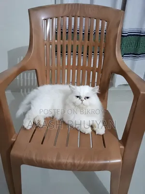 ৬-১২ মাস নর খাঁটি পার্সিয়ান
