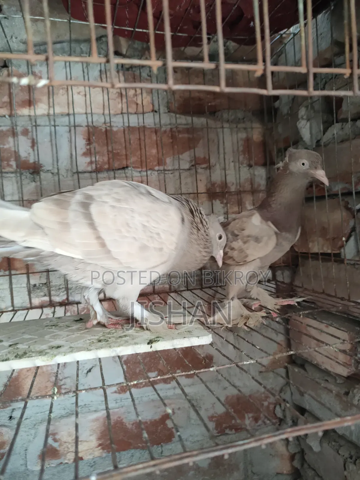রানিং পেয়ার