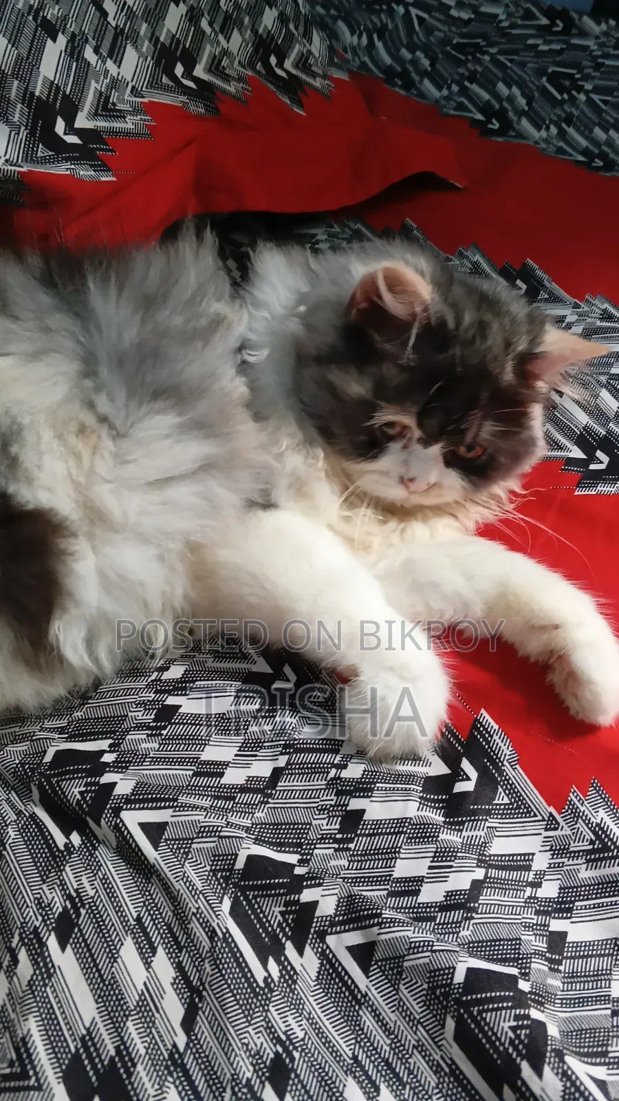 ৩-৬ মাসের ফিমেল পিওরব্রেড পার্সিয়ান
