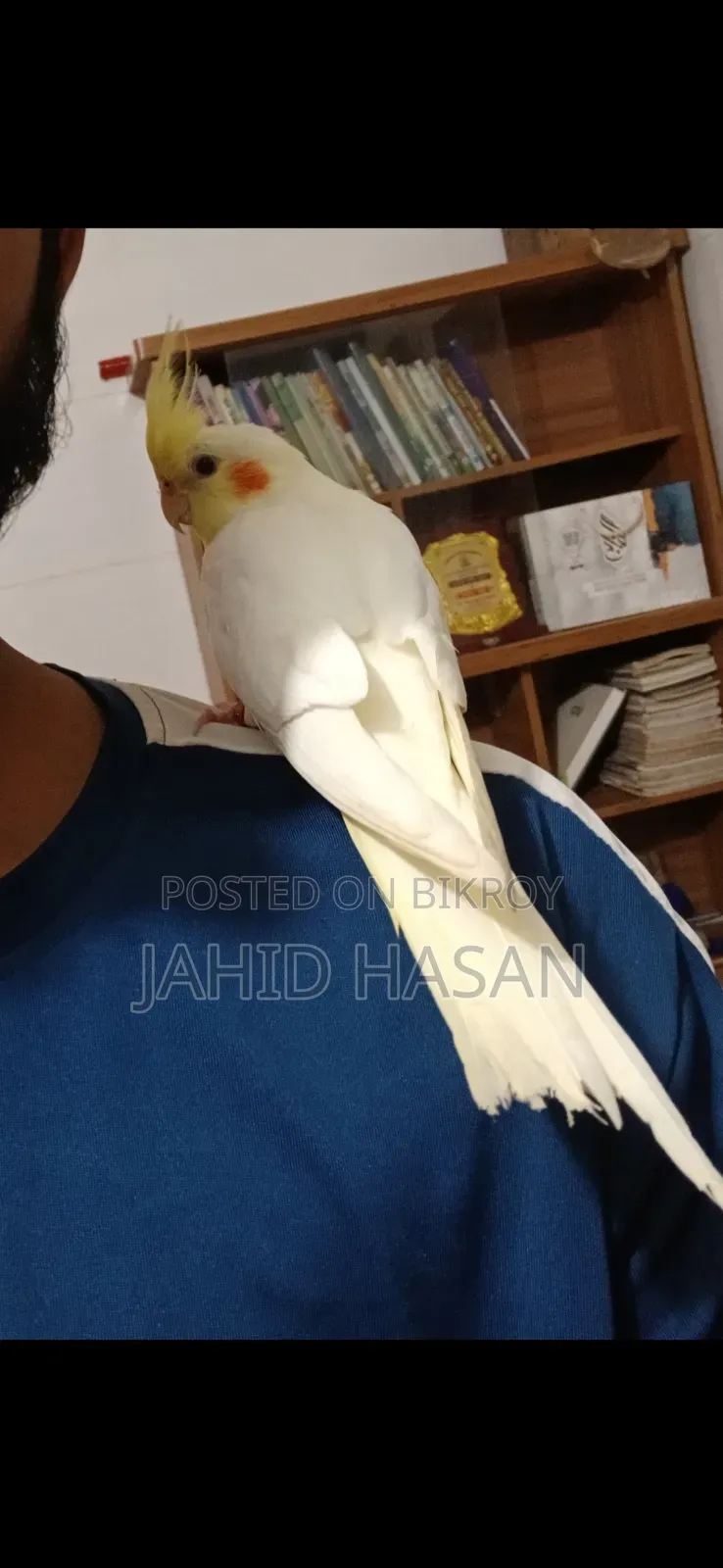একটি ফুল টিম কোকাটেল ফিমেল পাখি