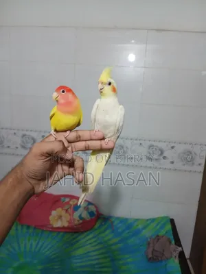 একটি ফুল টিম কোকাটেল ফিমেল পাখি