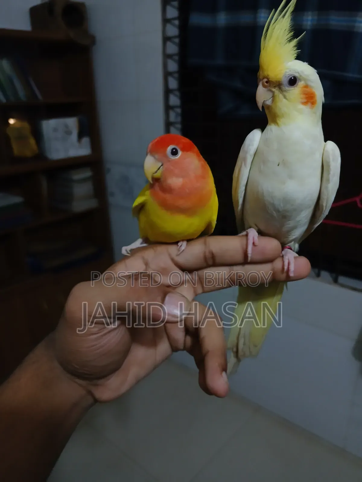 একটি ফুল টিম কোকাটেল ফিমেল পাখি