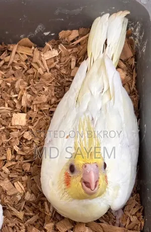 ককাটেল বেবি