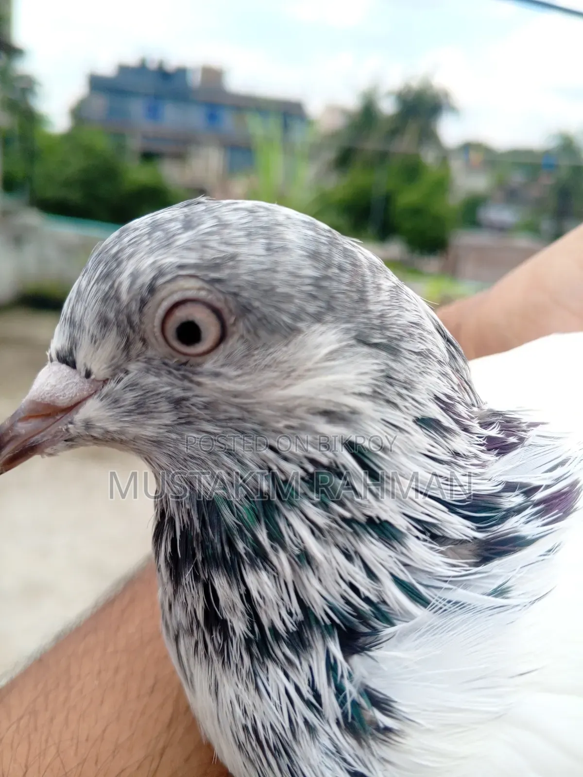 ভালো কিছু কবুতর