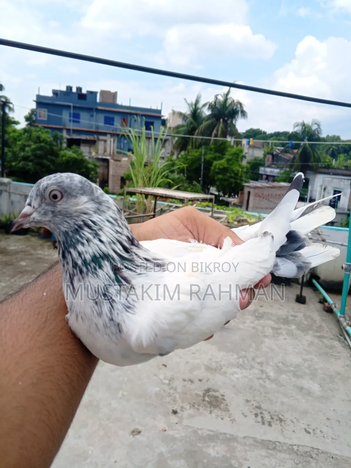 ভালো কিছু কবুতর