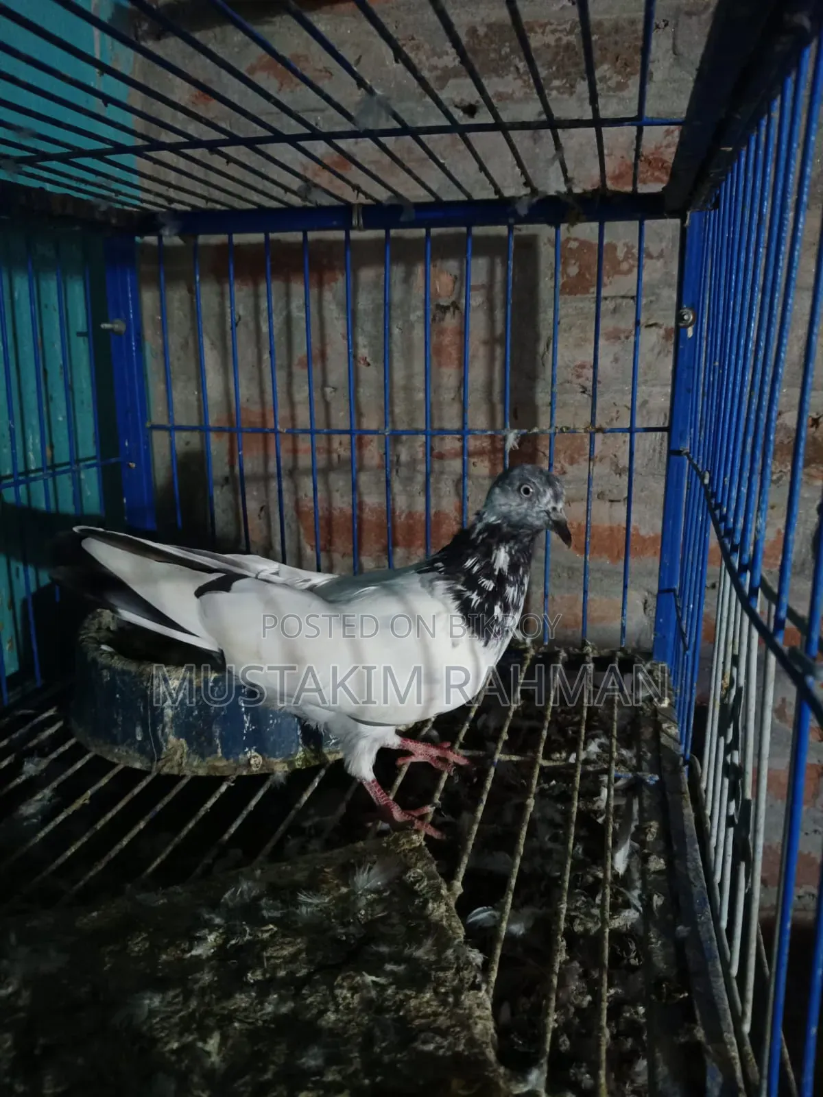 ভালো কিছু কবুতর