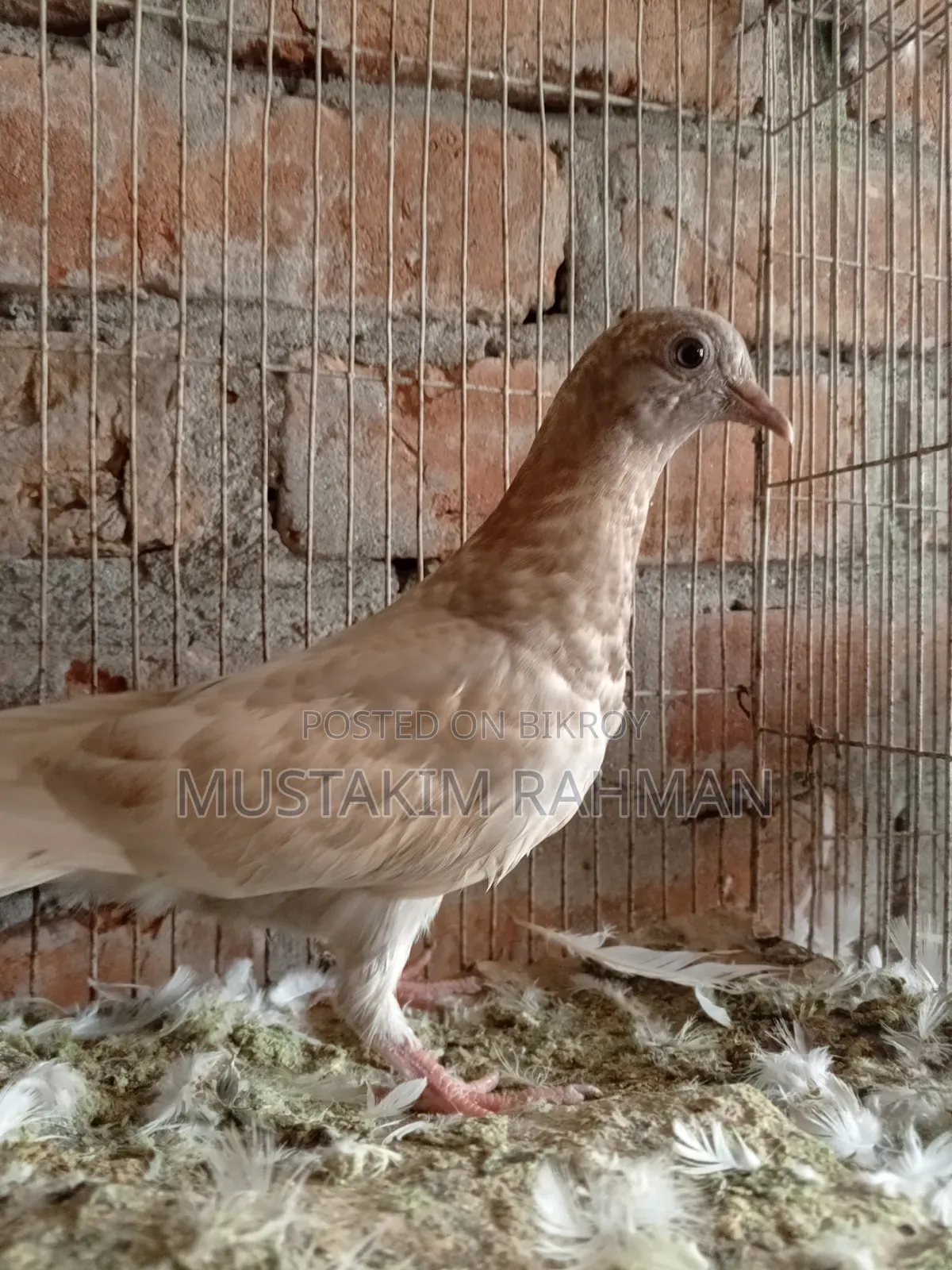 ভালো কিছু কবুতর