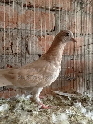 ভালো কিছু কবুতর