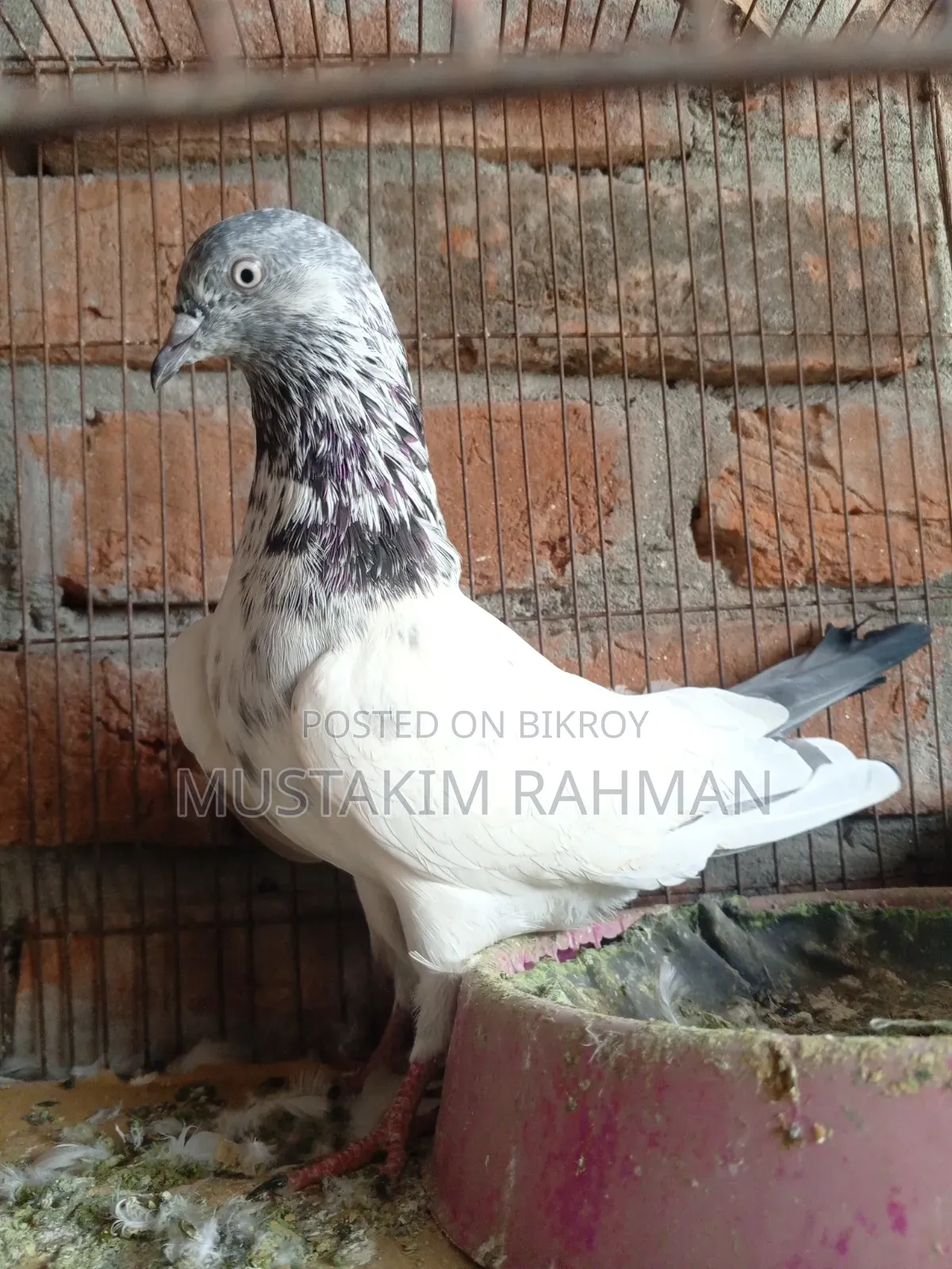 ভালো কিছু কবুতর