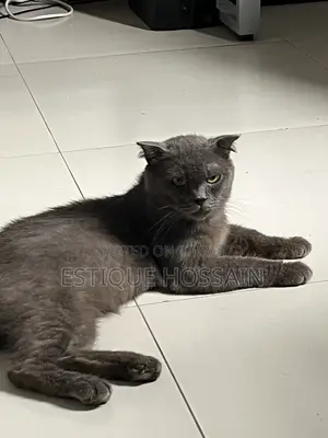 ১+ বছরের পুরুষ পিওরব্রেড স্কটিশ ফোল্ড