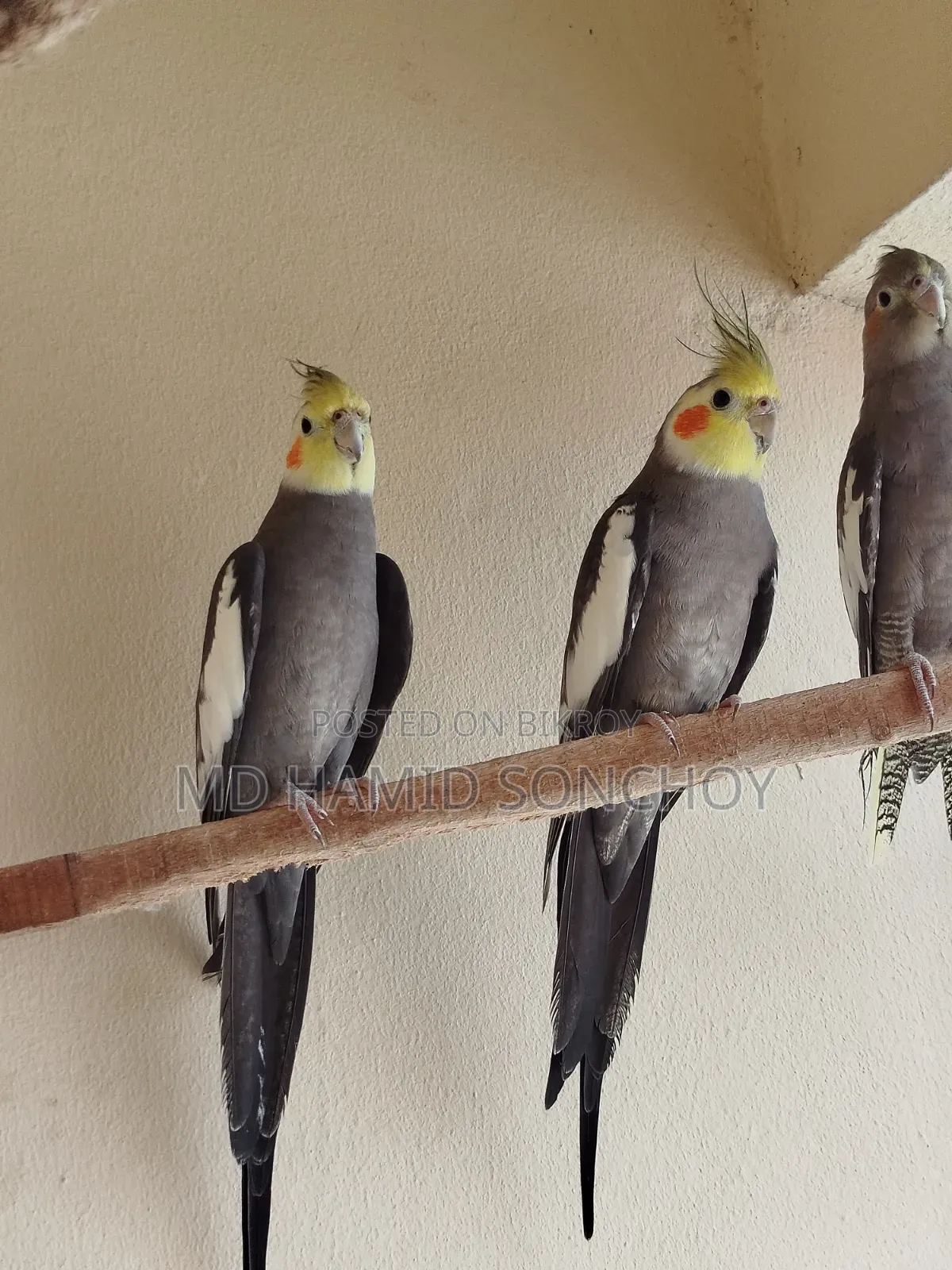 Cockatiel Bird Sell | ককাটেল পাখি বিক্রয় হবে