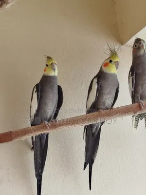 Cockatiel Bird Sell | ককাটেল পাখি বিক্রয় হবে