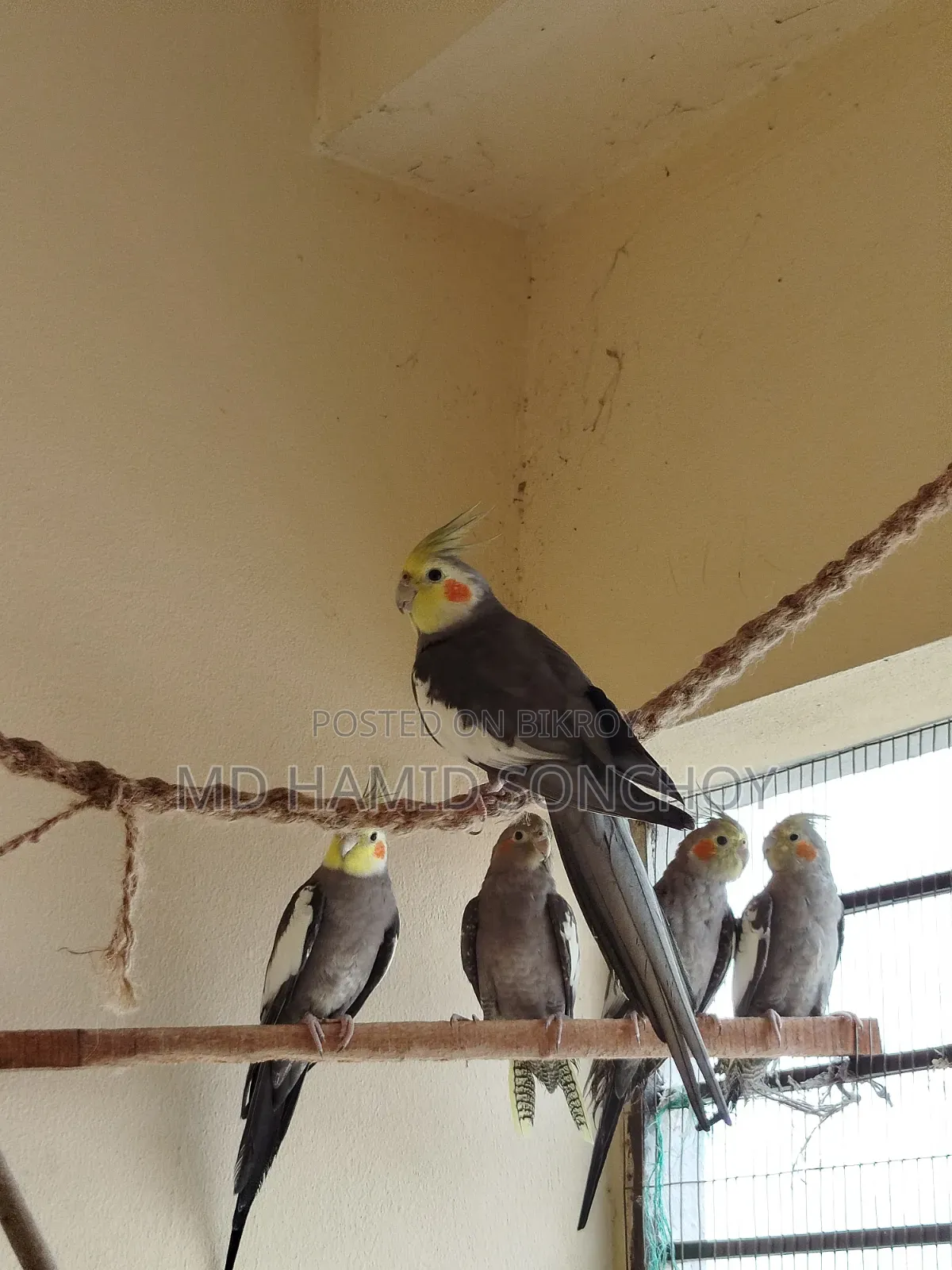 Cockatiel Bird Sell | ককাটেল পাখি বিক্রয় হবে