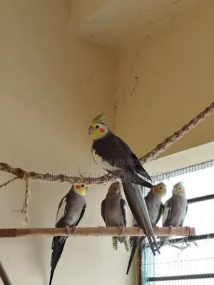Cockatiel Bird Sell | ককাটেল পাখি বিক্রয় হবে