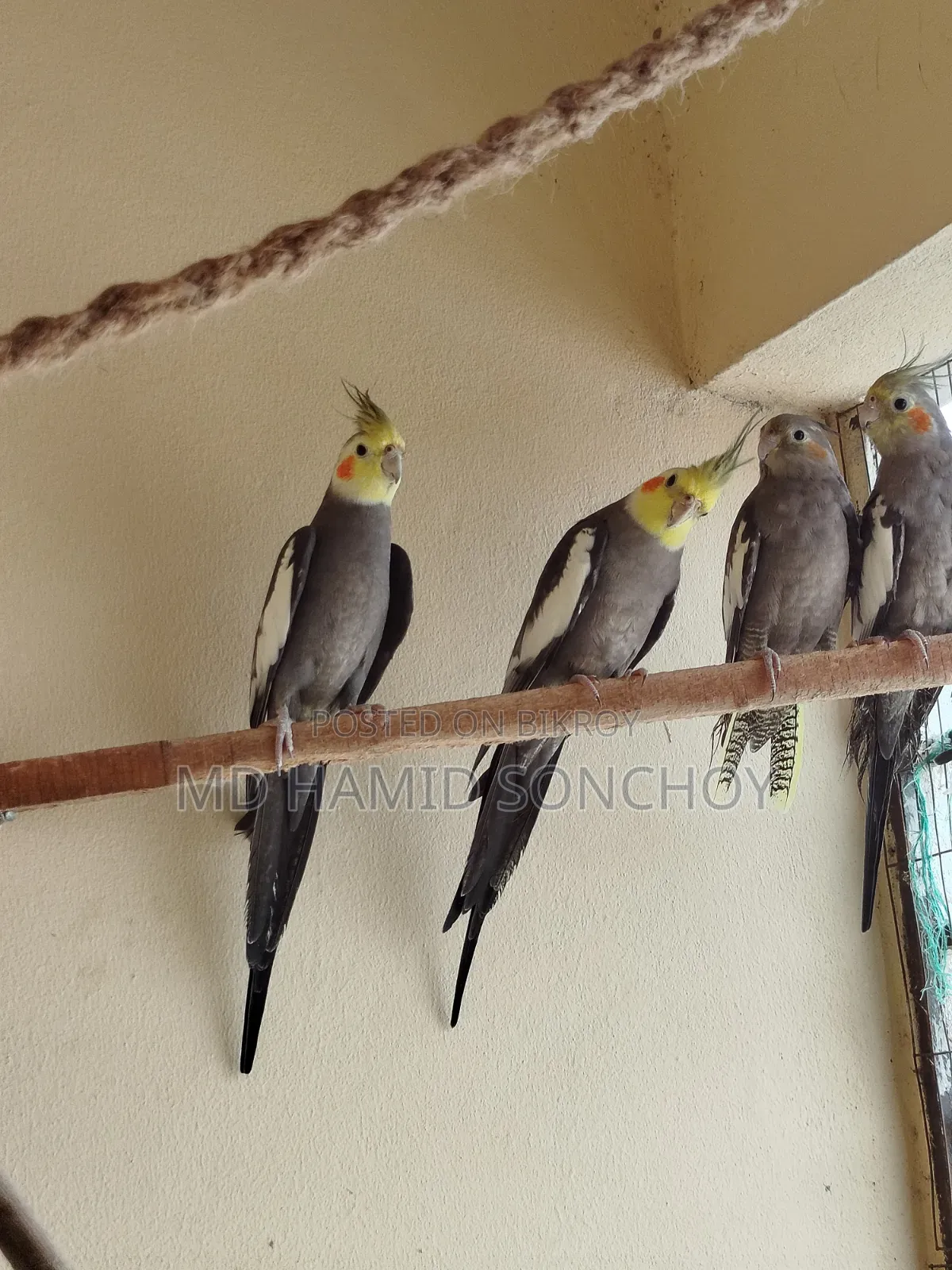 Cockatiel Bird Sell | ককাটেল পাখি বিক্রয় হবে