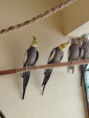 Cockatiel Bird Sell | ককাটেল পাখি বিক্রয় হবে