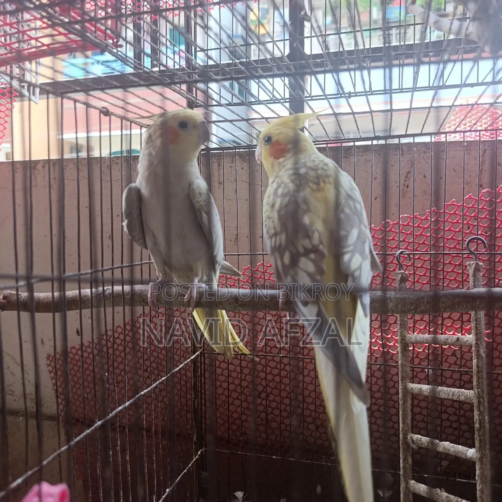 ককটেল পাখি বিক্রির জন্য