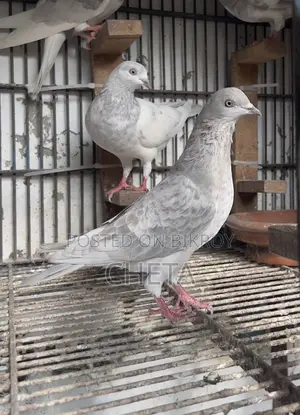 বাঘা খাকি মাদি