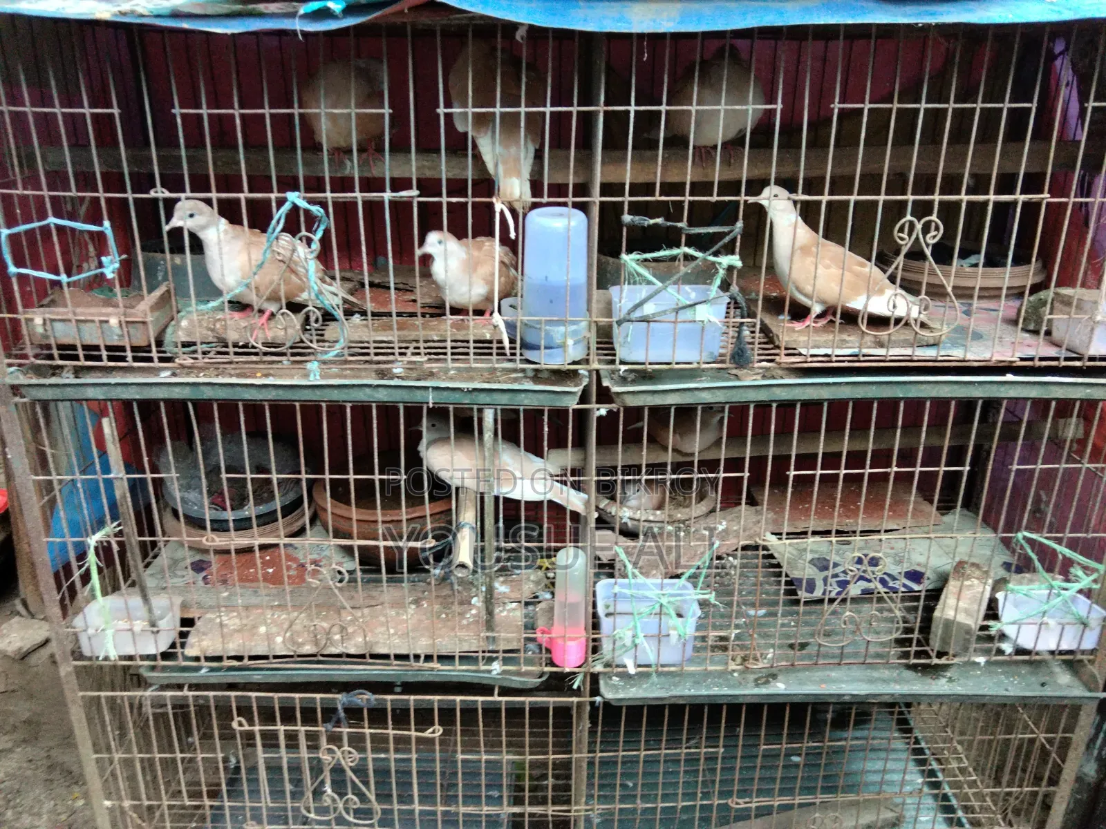 খাঁচা সহ ঘুঘু পাখি