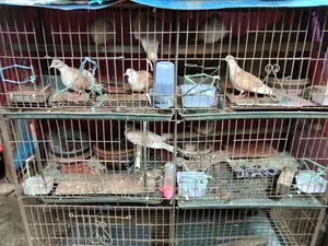 খাঁচা সহ ঘুঘু পাখি