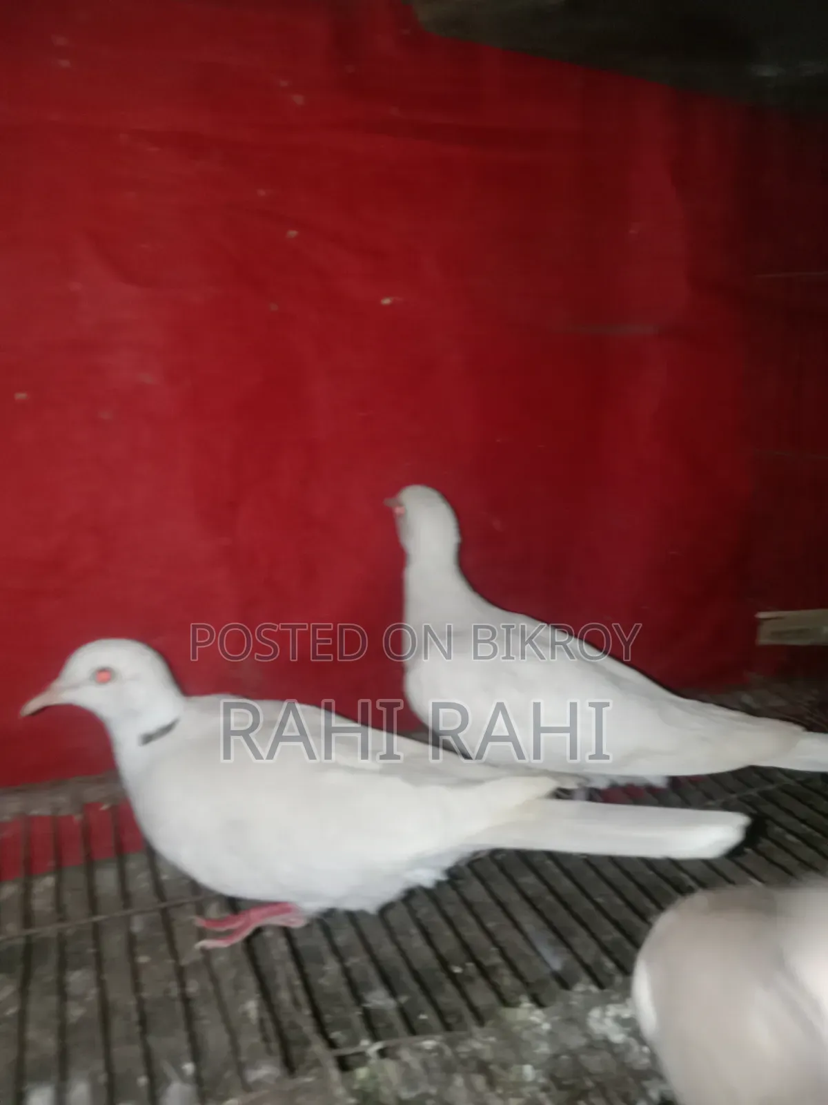 কিছু ঘুঘু সেল হবে