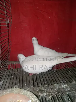 কিছু ঘুঘু সেল হবে