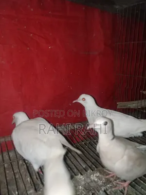 কিছু ঘুঘু সেল হবে