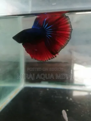 Impoted Betta Fish