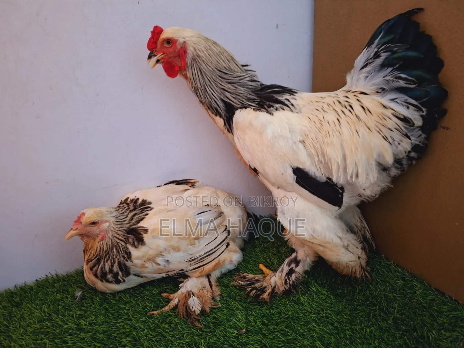 Brahma Running Pair