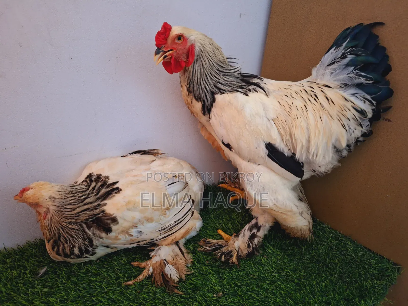 Brahma Running Pair