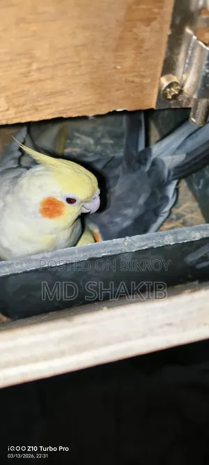 ককাটেল পাখি