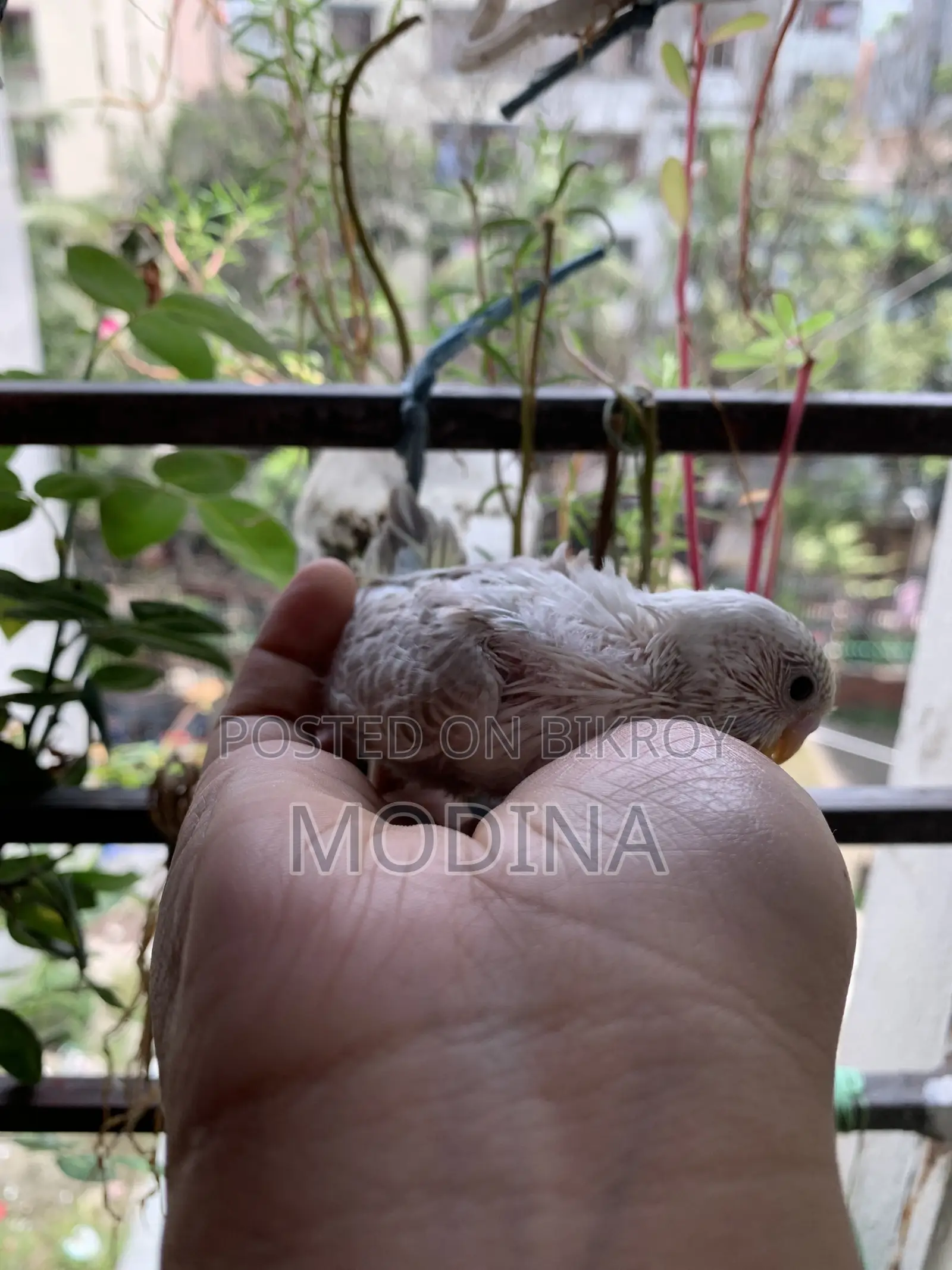 বাজিগর পাখির বাচ্চা বিক্রি