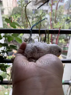 বাজিগর পাখির বাচ্চা বিক্রি