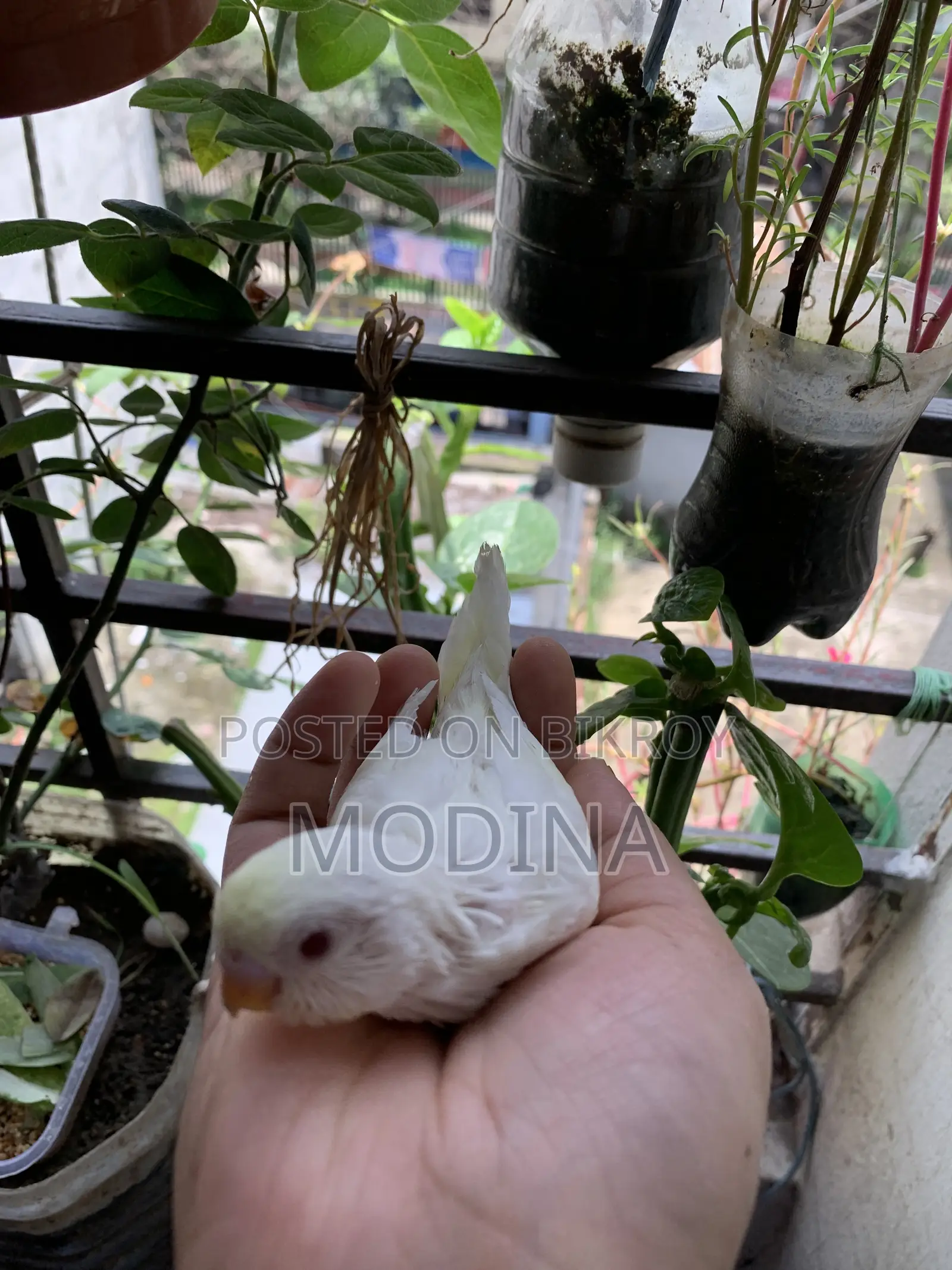 বাজিগর পাখির বাচ্চা বিক্রি